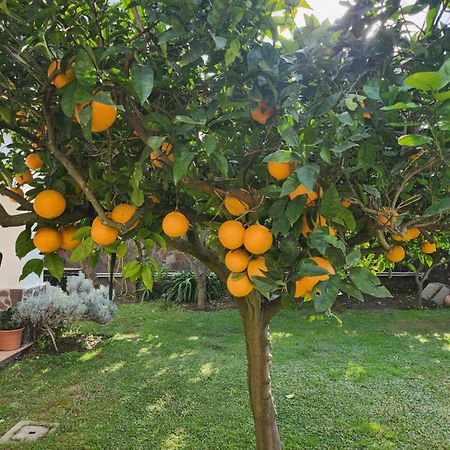 La Limonaia Villa Кастел Волтурно Екстериор снимка